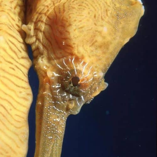 Yellow Sunbursts Seahorse For Sale Online