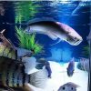 Black Arowana Fish