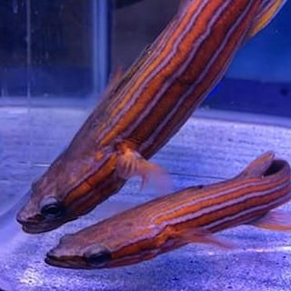 Flathead Perch