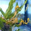 Hippocampus Reidi Yellow-Brazileros Pair
