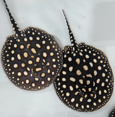 Black Diamond Stingray for sale (Potamotrygon leopoldi)