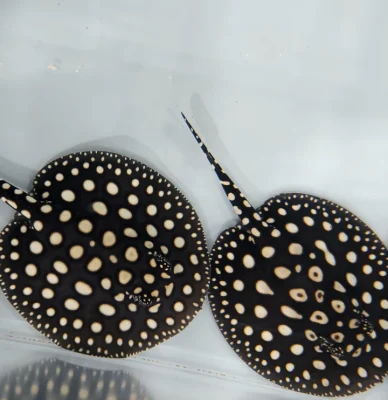 Black Diamond Stingray for sale (Potamotrygon leopoldi)