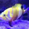 Neptune Grouper Neptunes Tropical Fish