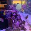Blue Line Angelfish