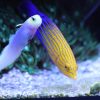 Tamarin Wrasse