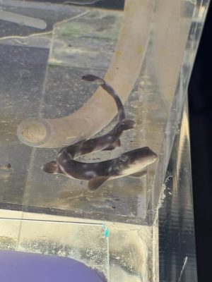 Coral Catshark For Sale coral catshark for sale