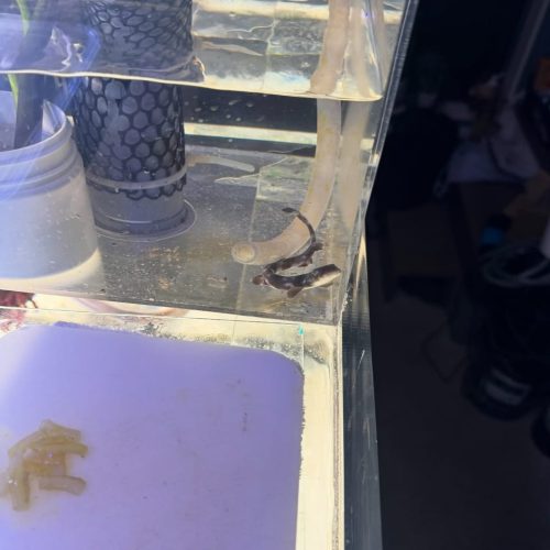 Coral Catshark For Sale coral catshark for sale