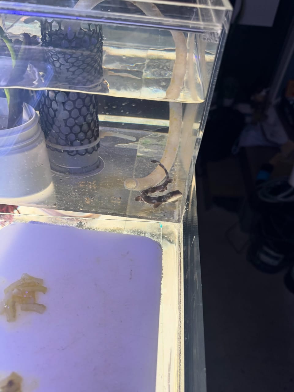 Coral Catshark For Sale coral catshark for sale