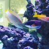 Lennardi Wrasse Lennardi Wrasse