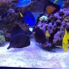 Black Tang for Sale