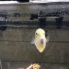 Goldenback Triggerfish Niger Triggerfish