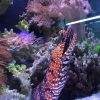 Japanese Dragon Eel