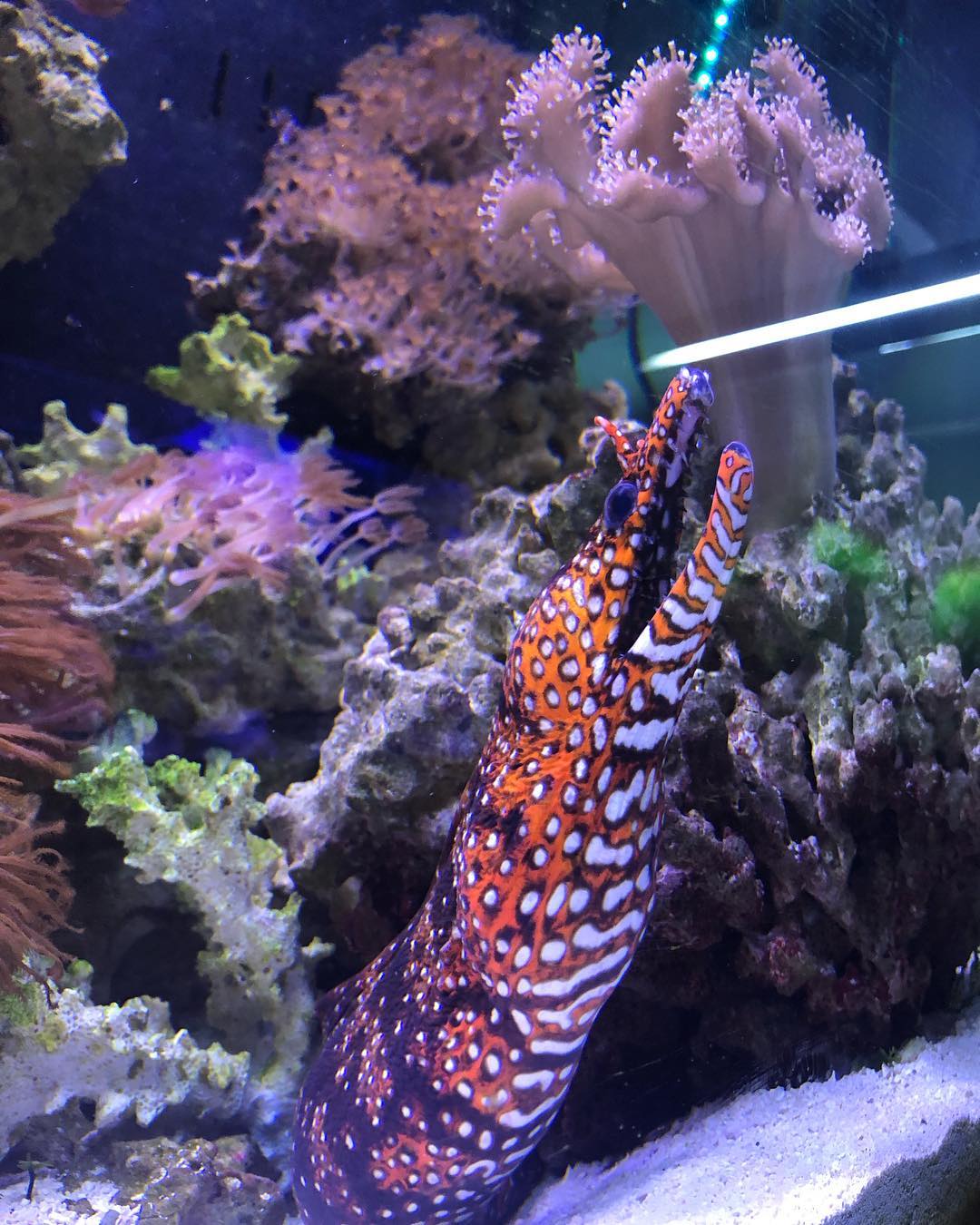 Japanese Dragon Eel Japanese Dragon Eel