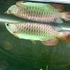 Asian arowana for sale