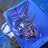 Cute Port Jackson Shark For Sale Port Jackson Shark For Sale