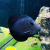 Gem Tang Zebrasoma gemmatum Gem Tang Fish