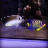 Tiger Angelfish