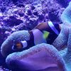 Wide Band Anemonefish Clark's Anemonefish