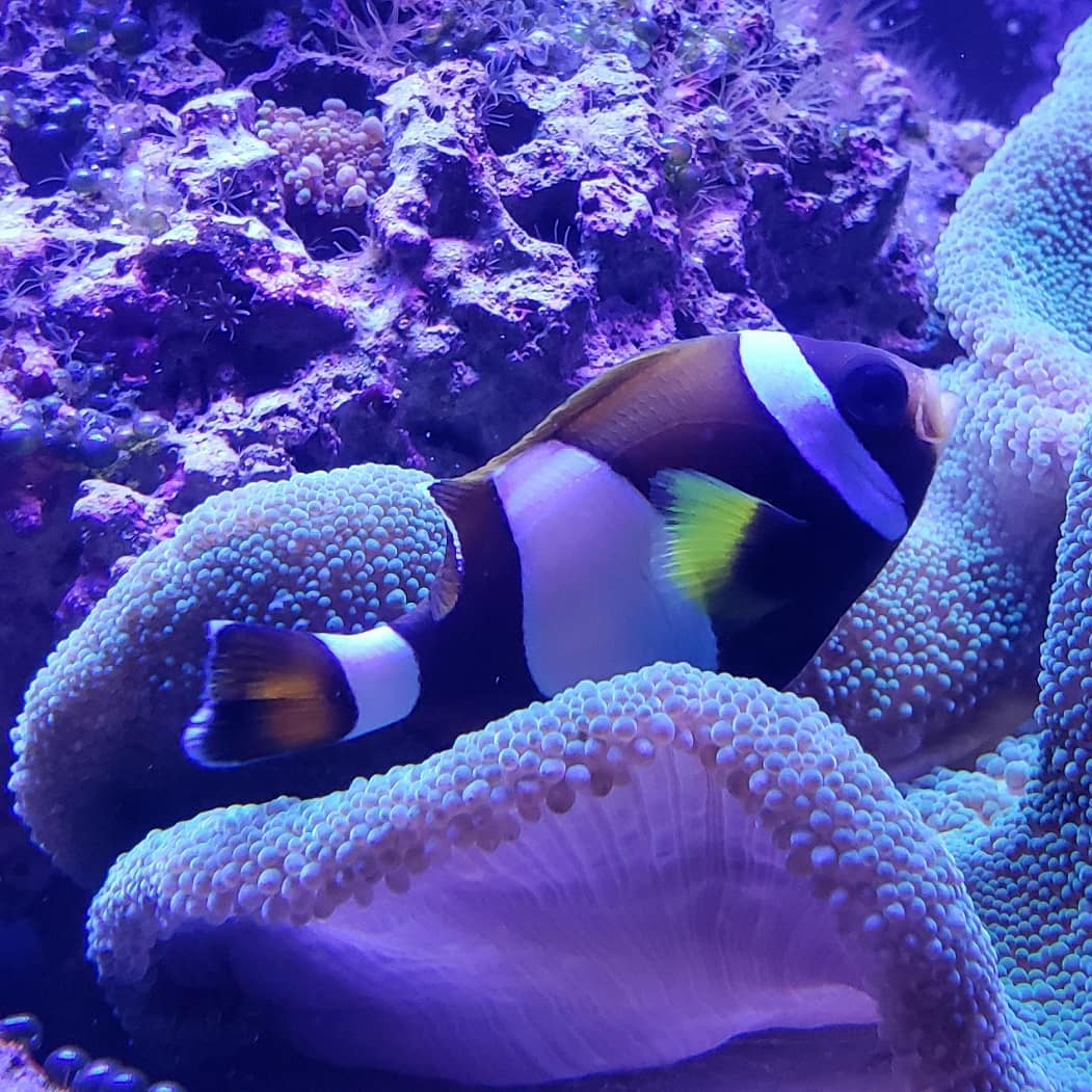 Wide Band Anemonefish Clark's Anemonefish
