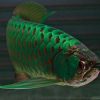 Arowana fish for sale