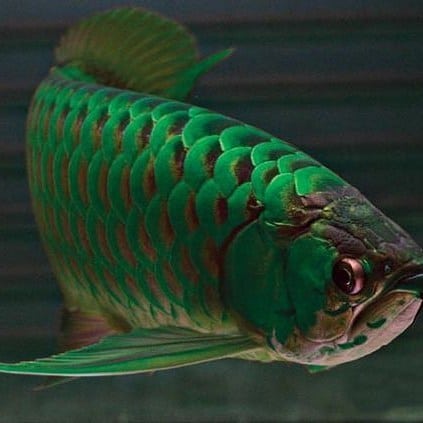 Arowana fish for sale