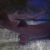 short tail nurse shark for sale