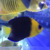 Joculator Angelfish For Sale