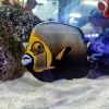 Conspicuous Angelfish