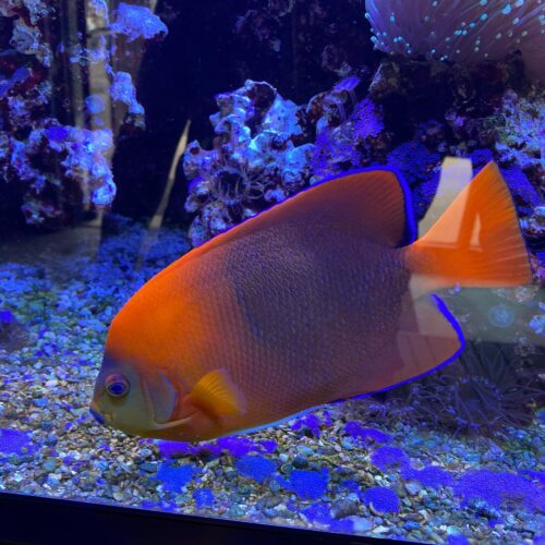 Clarion Angelfish Captive Bred