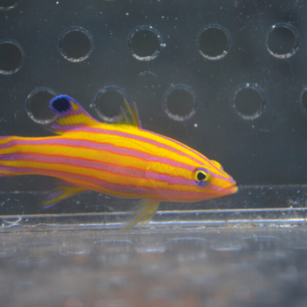 Candy Basslet Candy Basslet