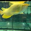 Golden Eye Fish