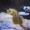 Hippocampus Abdominalis Pot Belly
