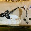 Juvenile Zebra Shark For Sale Online zebra shark for sale