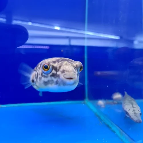 Mbu Puffer Fish