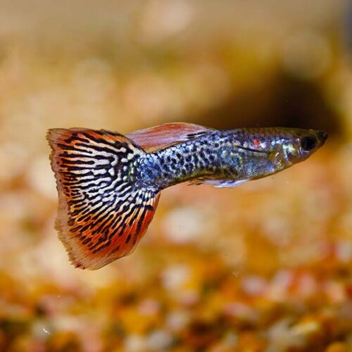 Dumbo Ear Cobra Guppy, Male