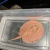 Female - Albino Pearl Stingray For Sale Albino Pearl Stingray (Potamotrygon jabuti)
