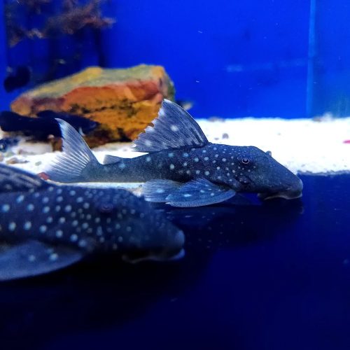 Blue Phantom (L-128) Plecostomus