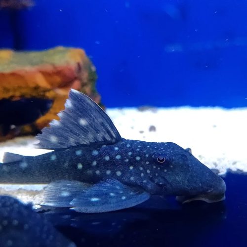 Alternative view of Blue Phantom (L-128) Plecostomus