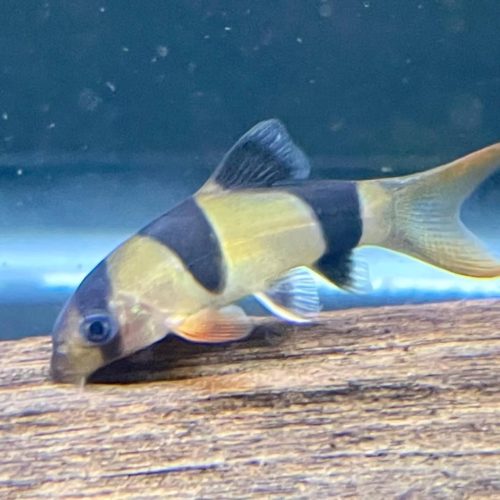 Clown Loach
