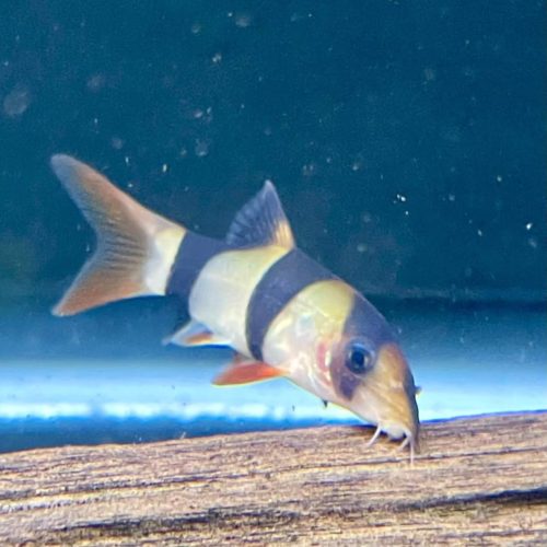 Clown Loach
