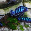 Demasoni Cichlid For Sale