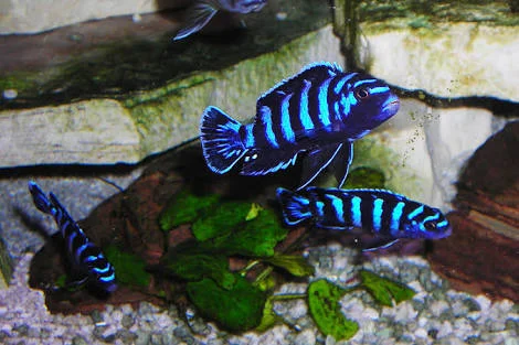 Demasoni Cichlid For Sale
