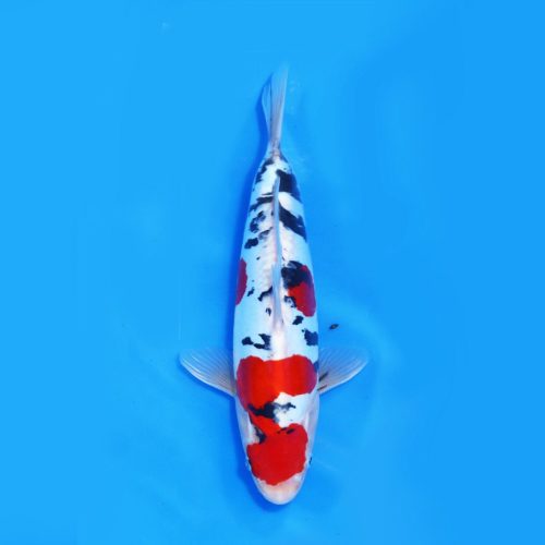 Doitsu Sanke-Koi For Sale 11″ 4882
