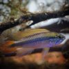 Dwarf Agassizii Flame Red