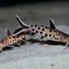 Dwarf Petricola Synodontis Catfish