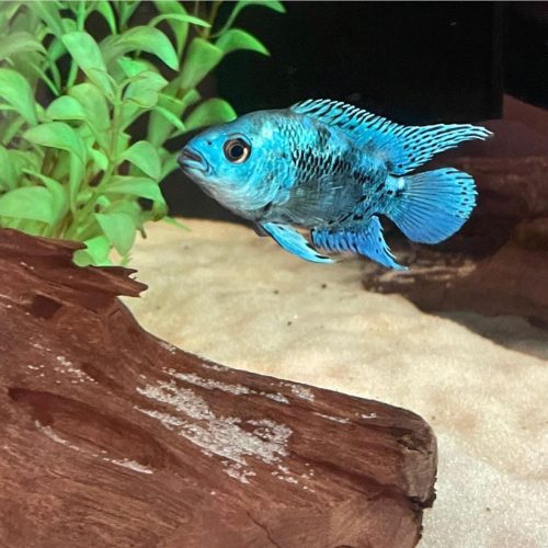 Electric Blue Jack Dempsey