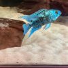 Electric Blue Jack Dempsey
