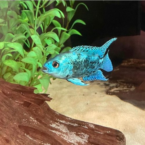 Electric Blue Jack Dempsey