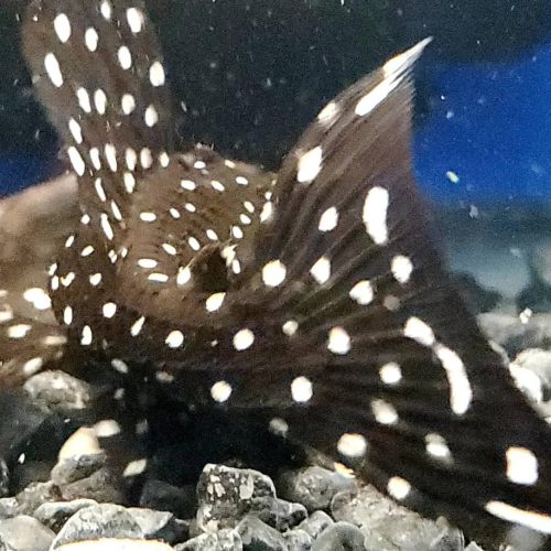 Alternative view of Galaxy (L-07) Plecostomus