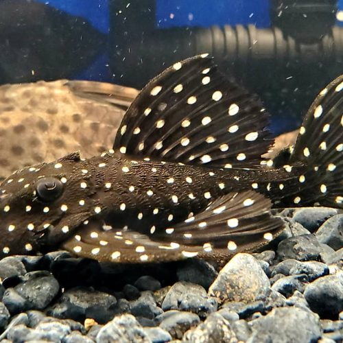 Galaxy (L-07) Plecostomus